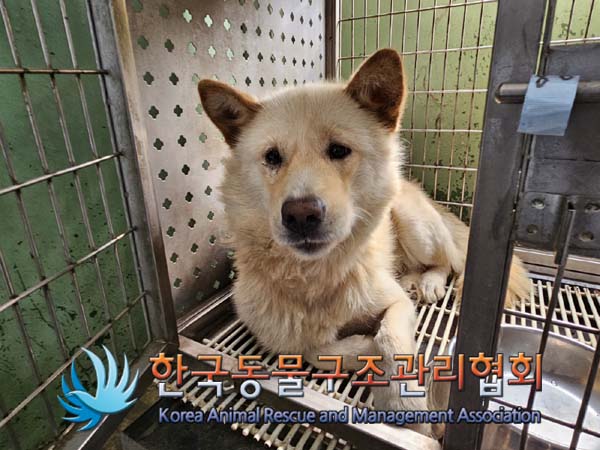 한국동물구조관리협회_441414202400749
